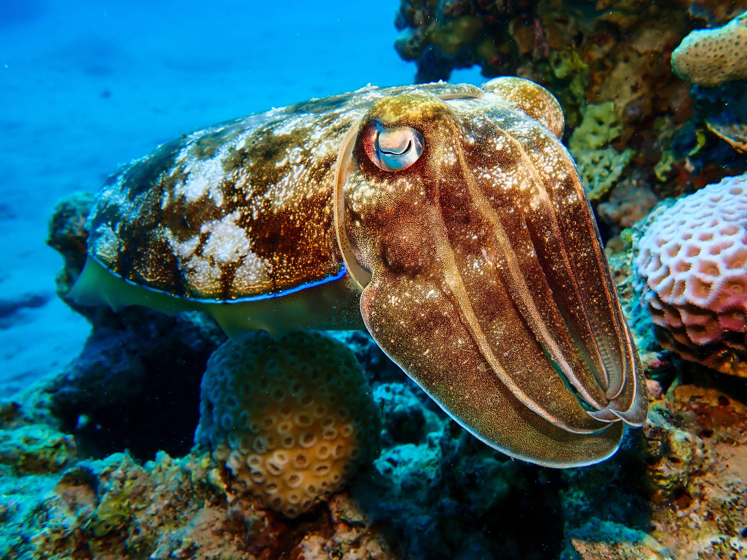 A pharaoh cuttlefish hovering over coral, its W-shaped pupil and mottled brown and gold skin clearly visible