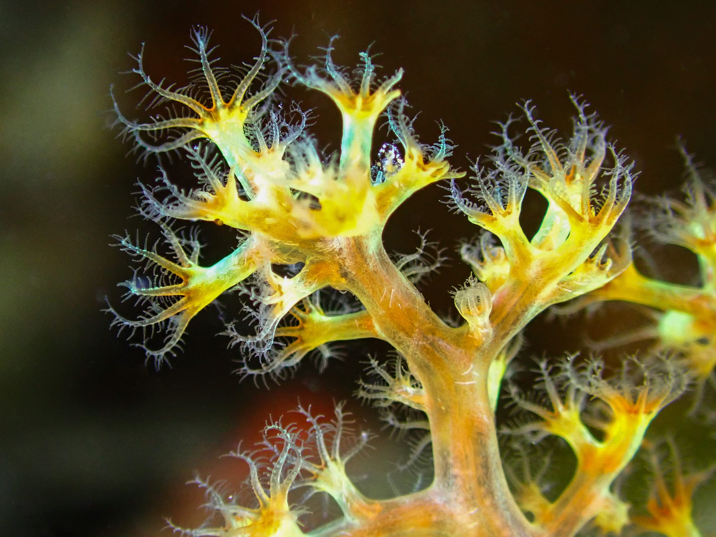Backlit soft coral polyps on a branching yellow stalk, each polyp fringed with translucent tentacles