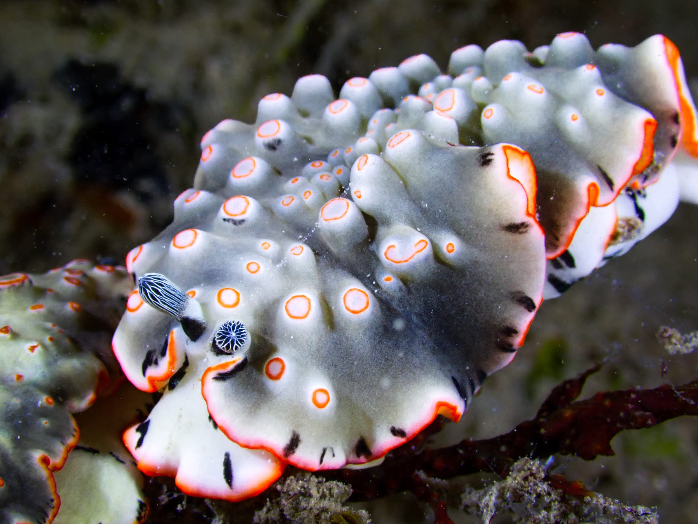 An ornate armina nudibranch, white with tubercles ringed in orange and a bright orange mantle margin marked in black