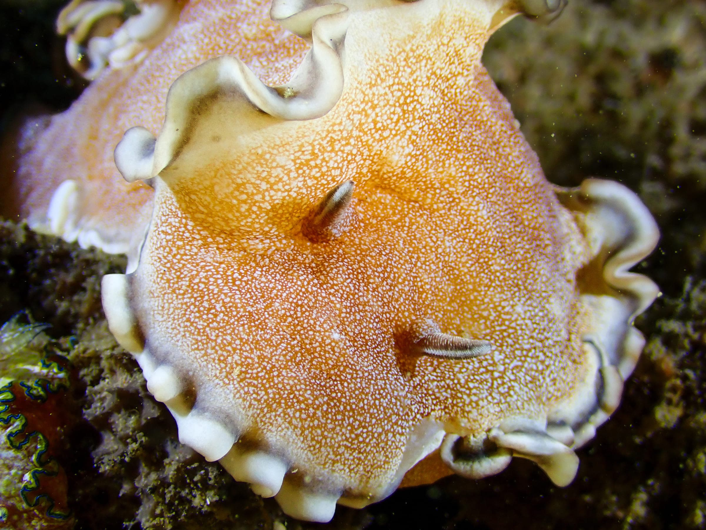 A brown-edge glossodoris nudibranch, orange-tan and finely speckled in white, its frilled mantle edged in cream
