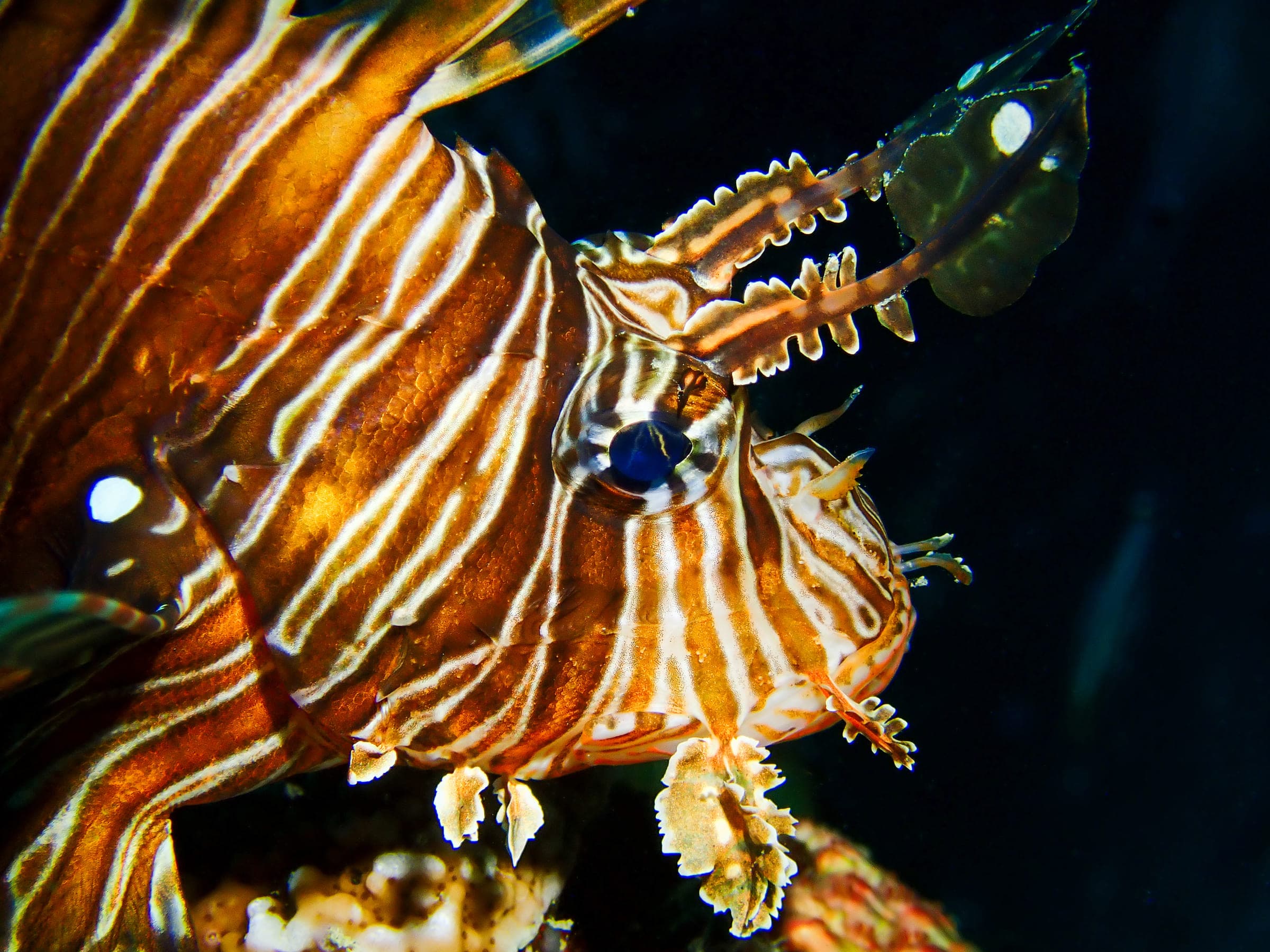 Close-up of a common lionfish, striped head and venomous fin spines fanned out against a dark background