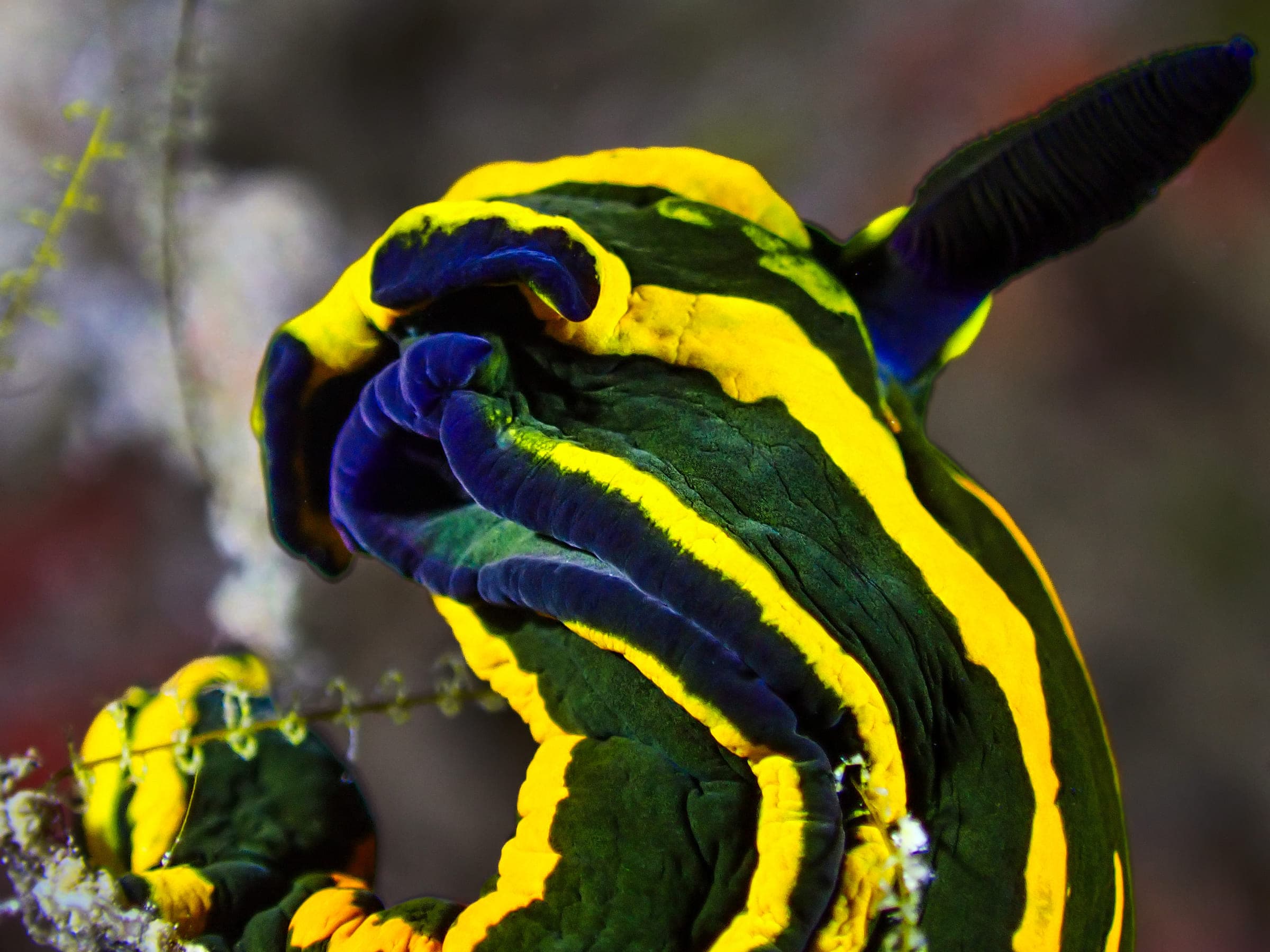 A Red Sea nembrotha nudibranch, deep green with bright yellow stripes and blue-black gills and rhinophores