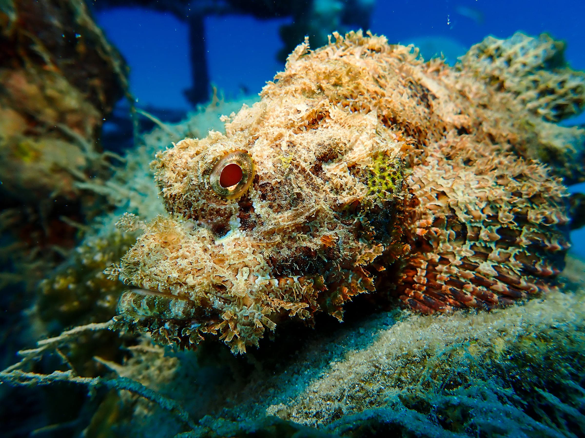 A tasseled scorpionfish resting on the seabed, its skin flaps and filaments making it almost indistinguishable from the reef