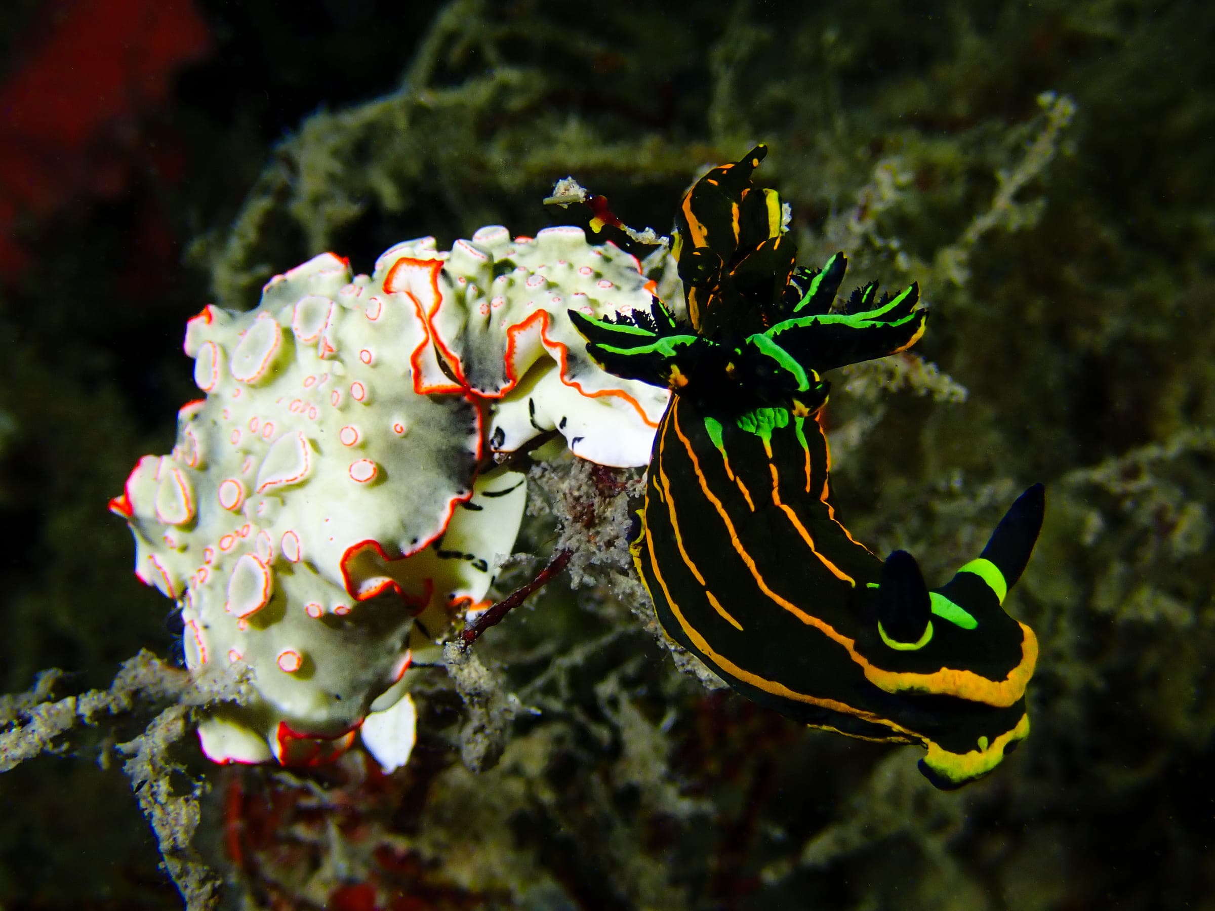 A Red Sea nembrotha nudibranch crawling past a second, paler nudibranch on a rubble bottom