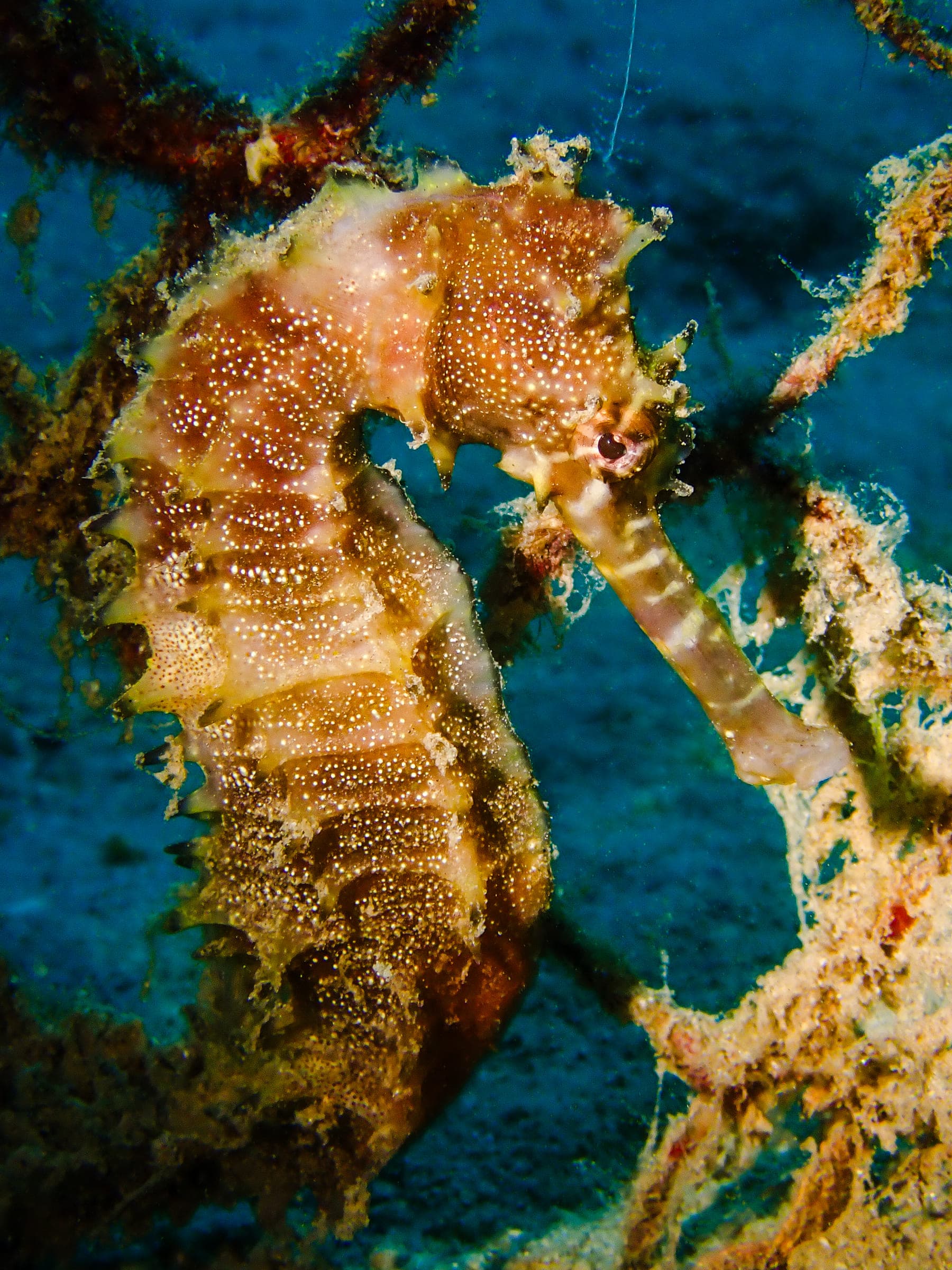 A seahorse with a spiny crown and white-speckled body gripping a piece of debris on a sandy bottom