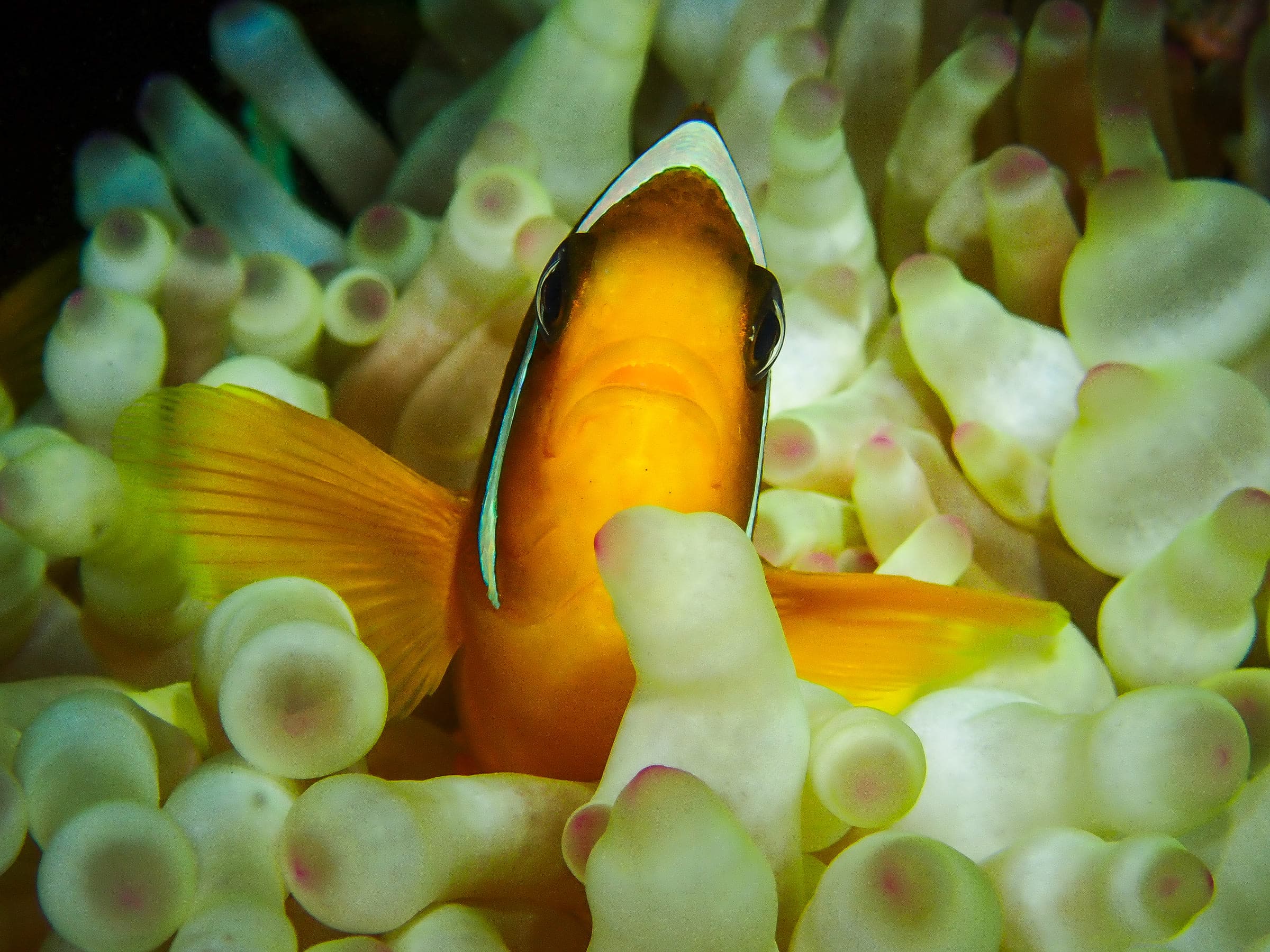 A Red Sea clownfish looking out from between the pale bulb tentacles of its host anemone