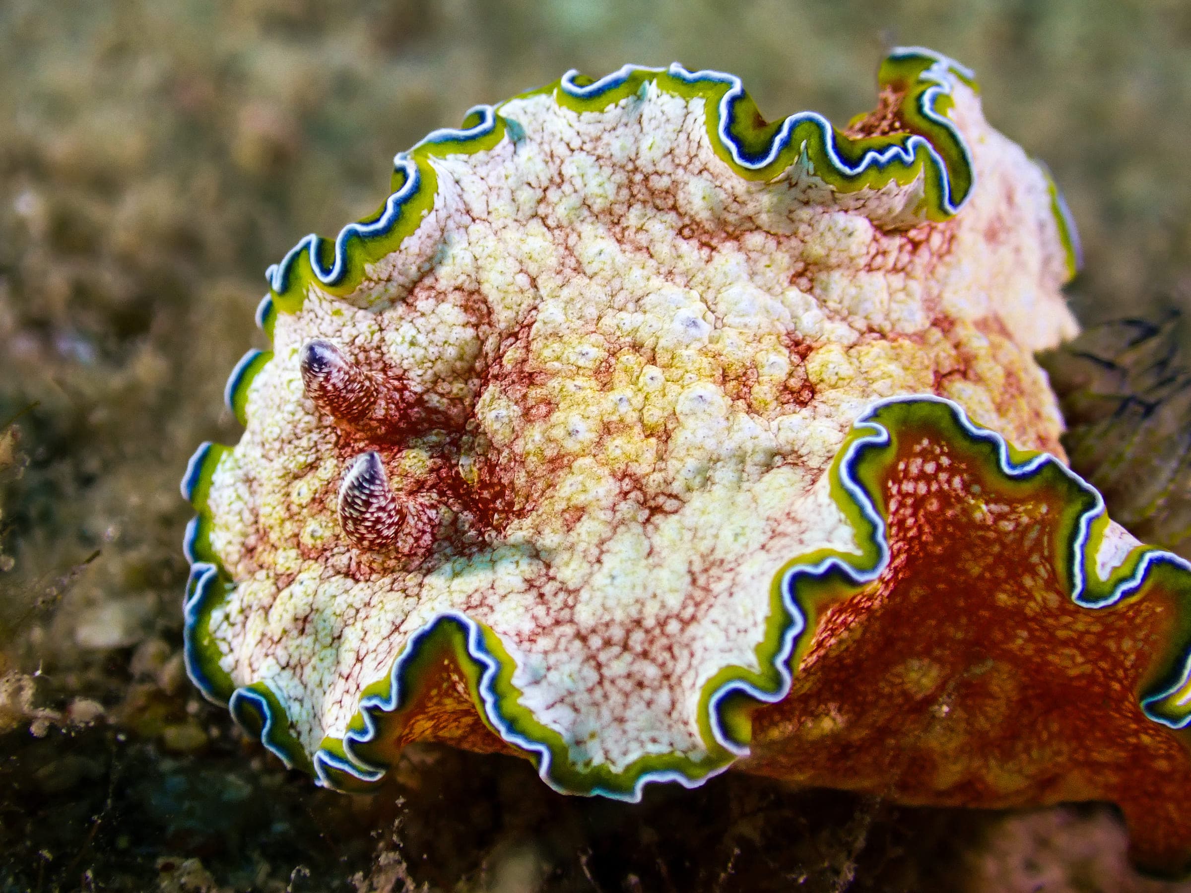 A nudibranch with a cream body veined in red-brown and an undulating mantle edged in green, blue and white
