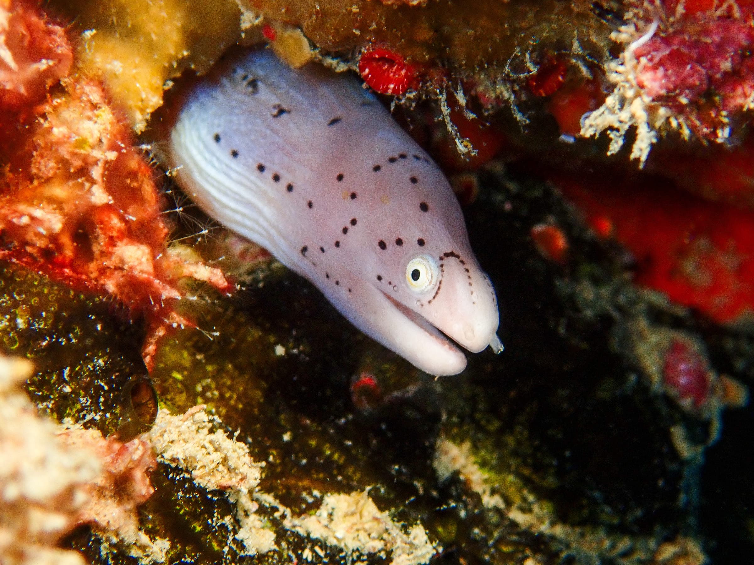 A geometric moray peering out of a crevice, its pale grey head finely speckled with black dots