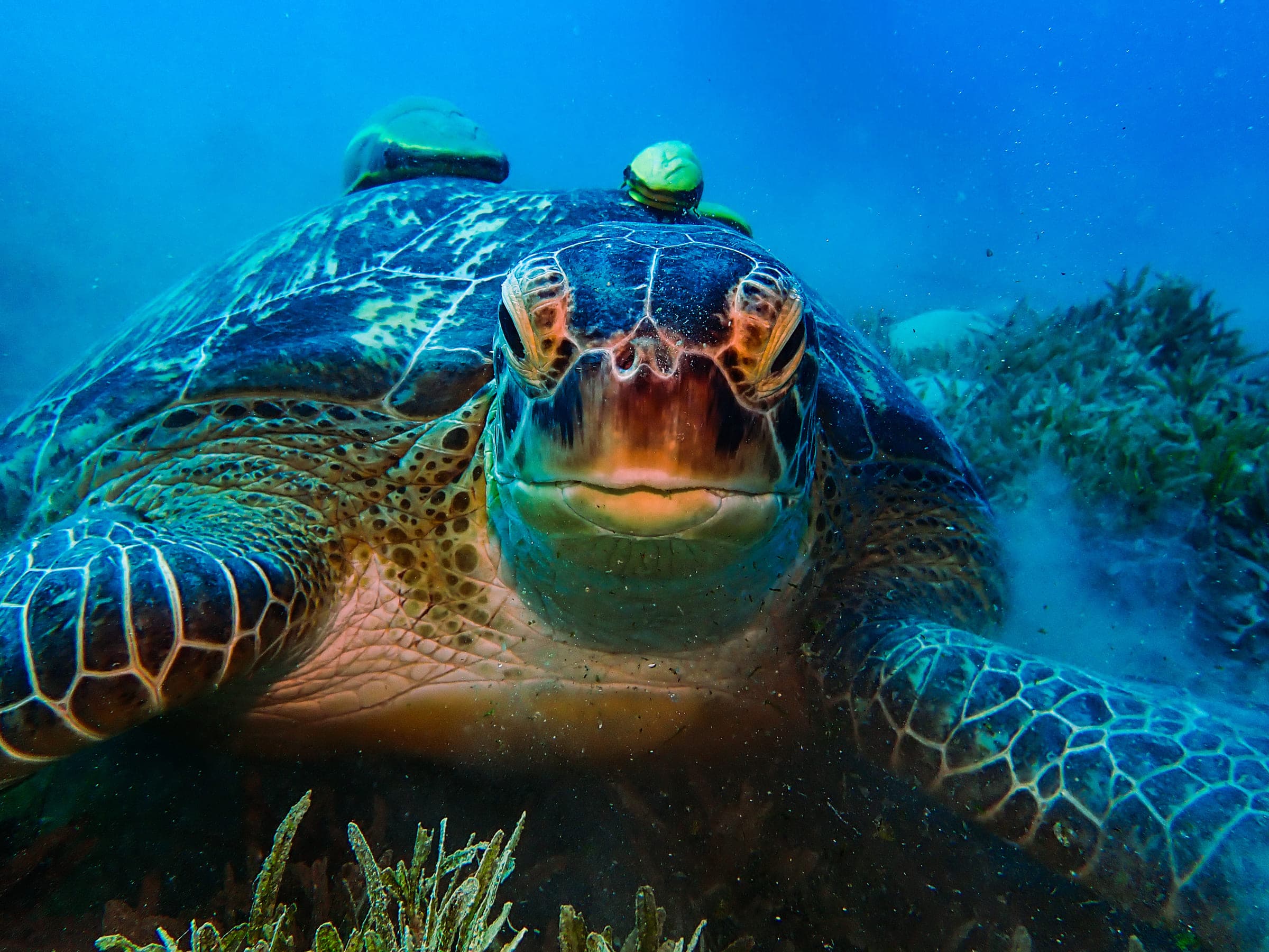 A green sea turtle resting on a seagrass bed, facing the camera head on