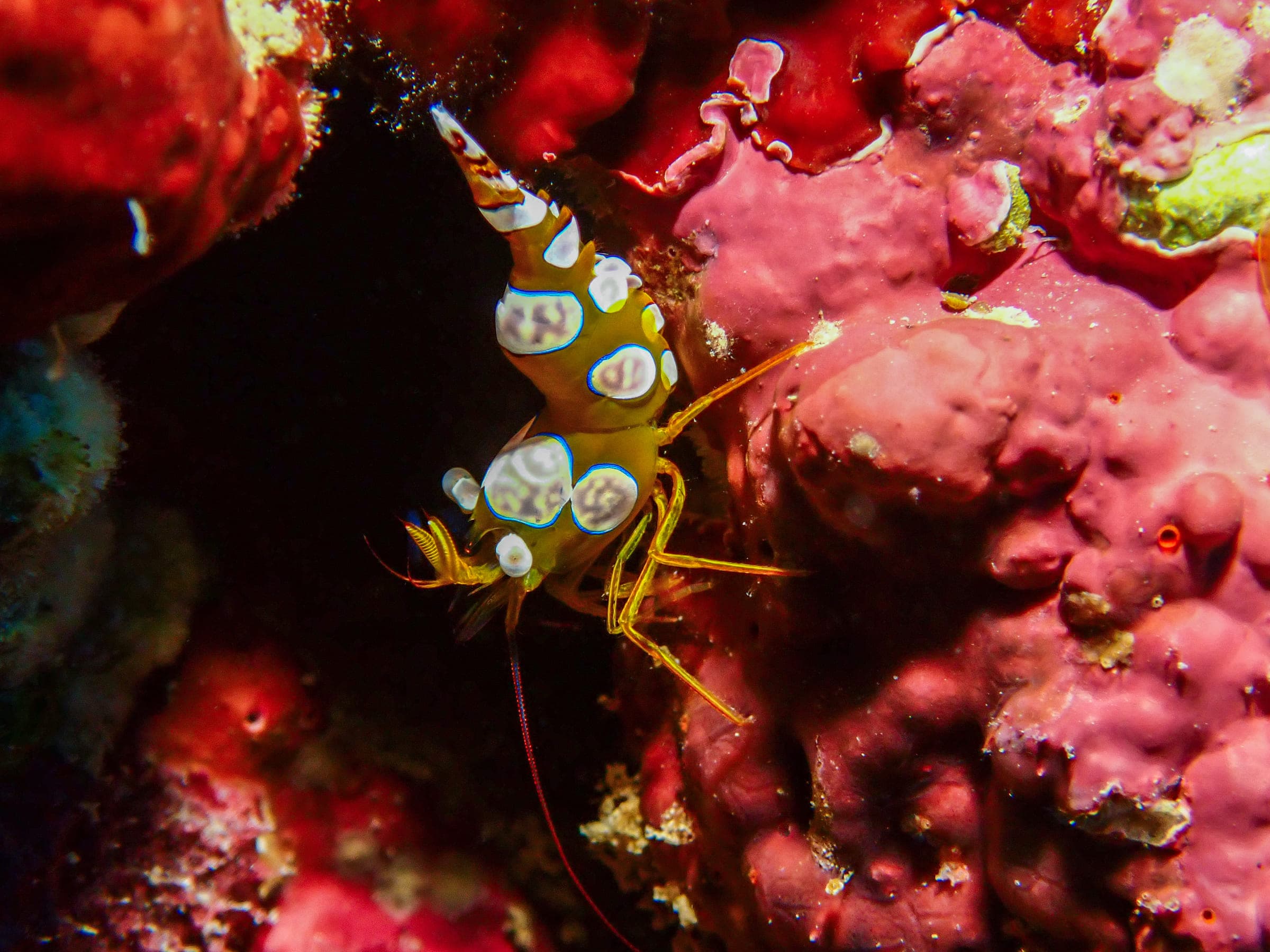 A sexy shrimp on pink coralline algae, olive body marked with white saddles ringed in blue