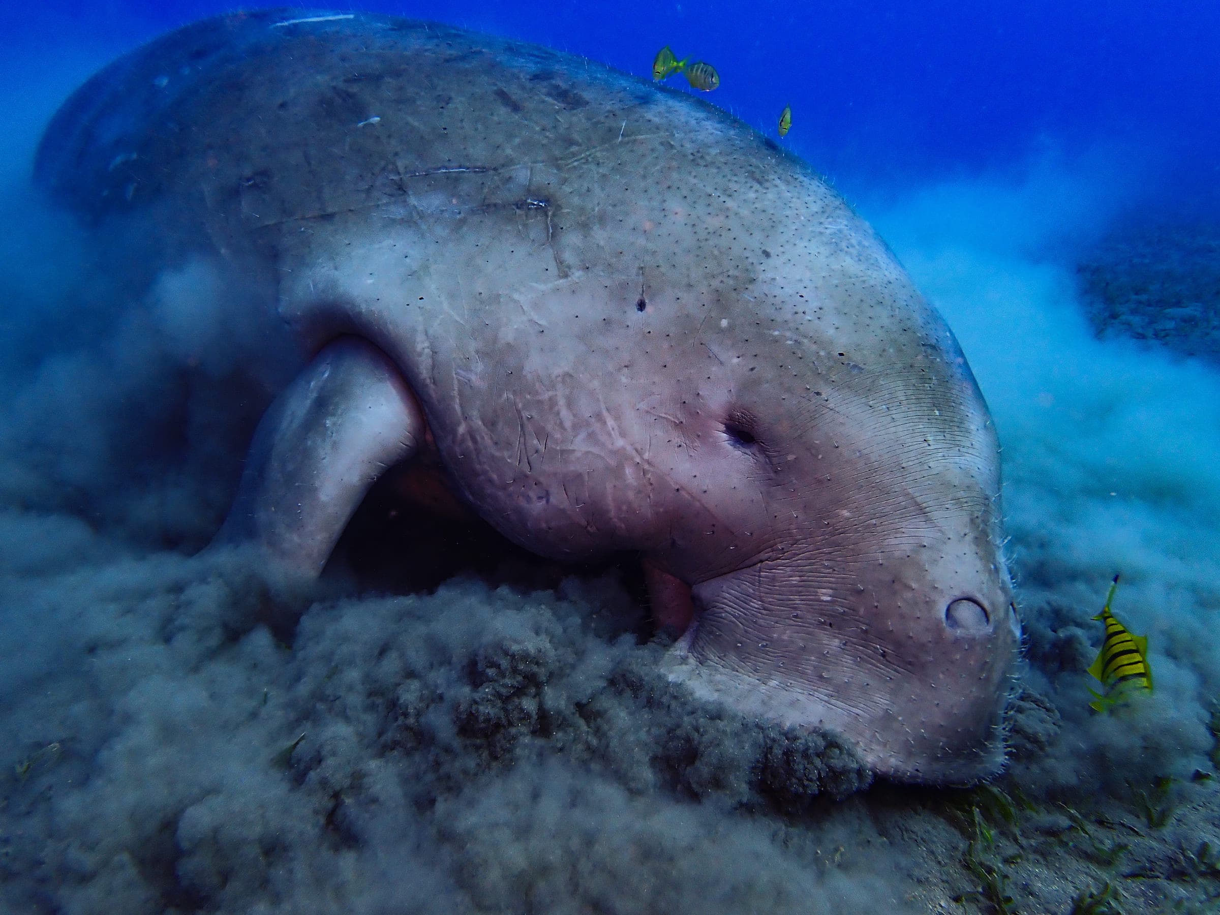 A dugong grazing on a seagrass bed, stirring up a cloud of sediment, with juvenile golden trevally swimming alongside it