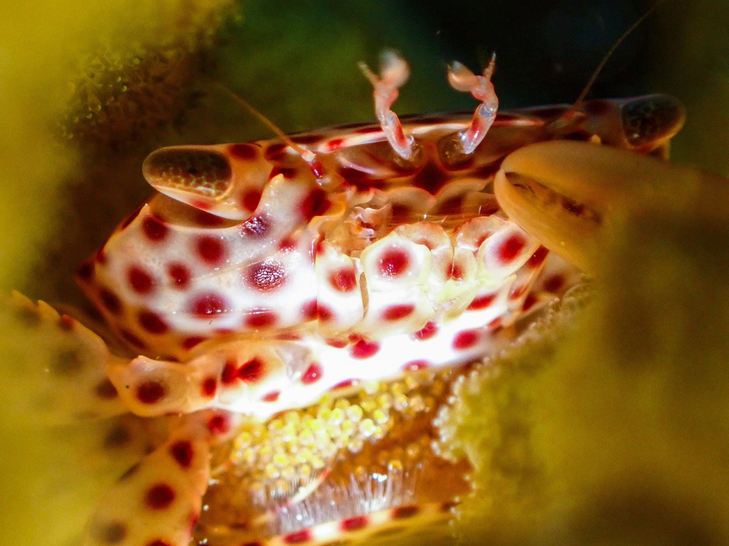 A red-spotted guard crab sheltering in coral, cream shell covered in dark red spots