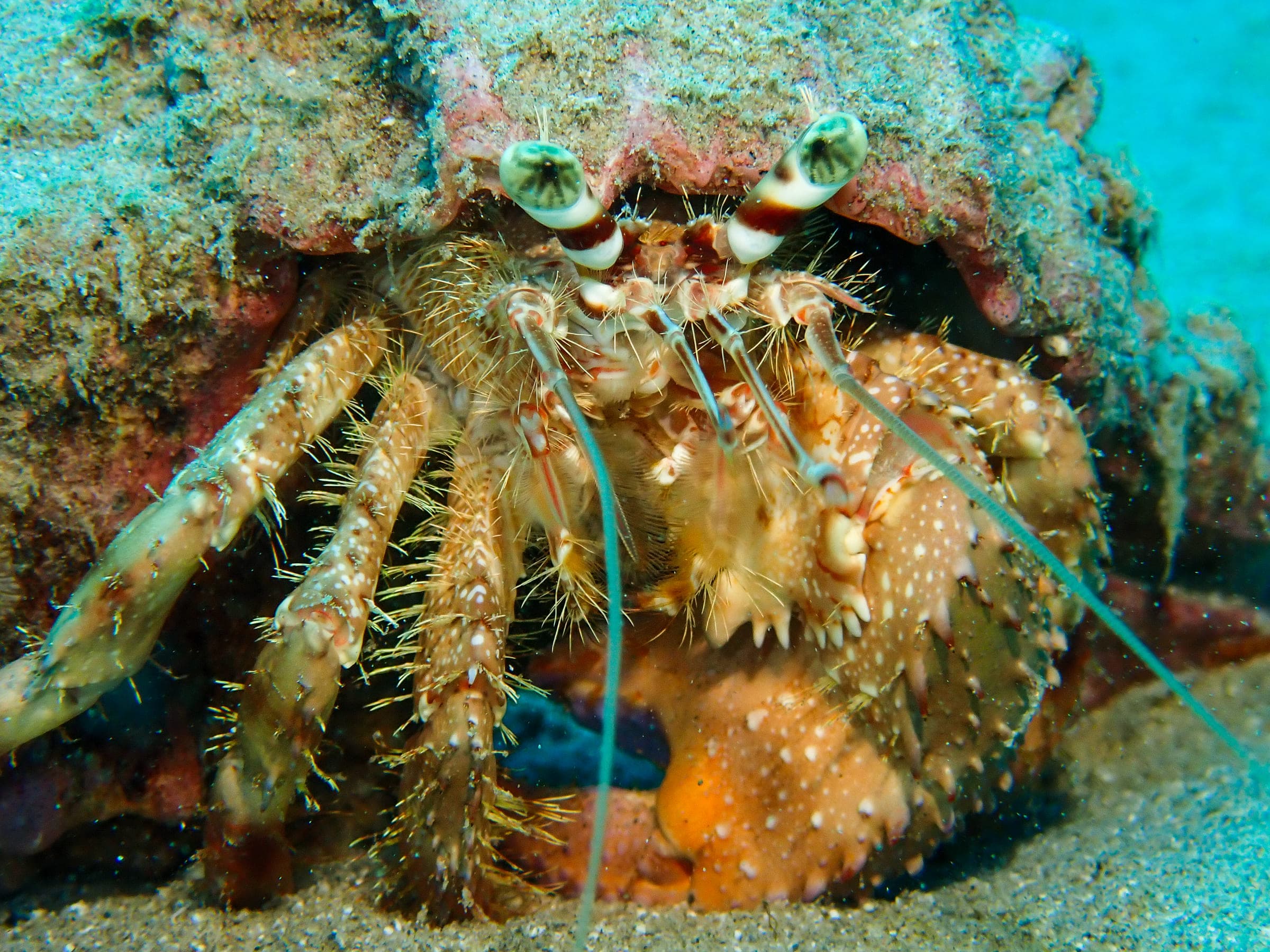 A hairy red hermit crab looking out from under a rock ledge, bristled legs and green-ringed eyes on stalks