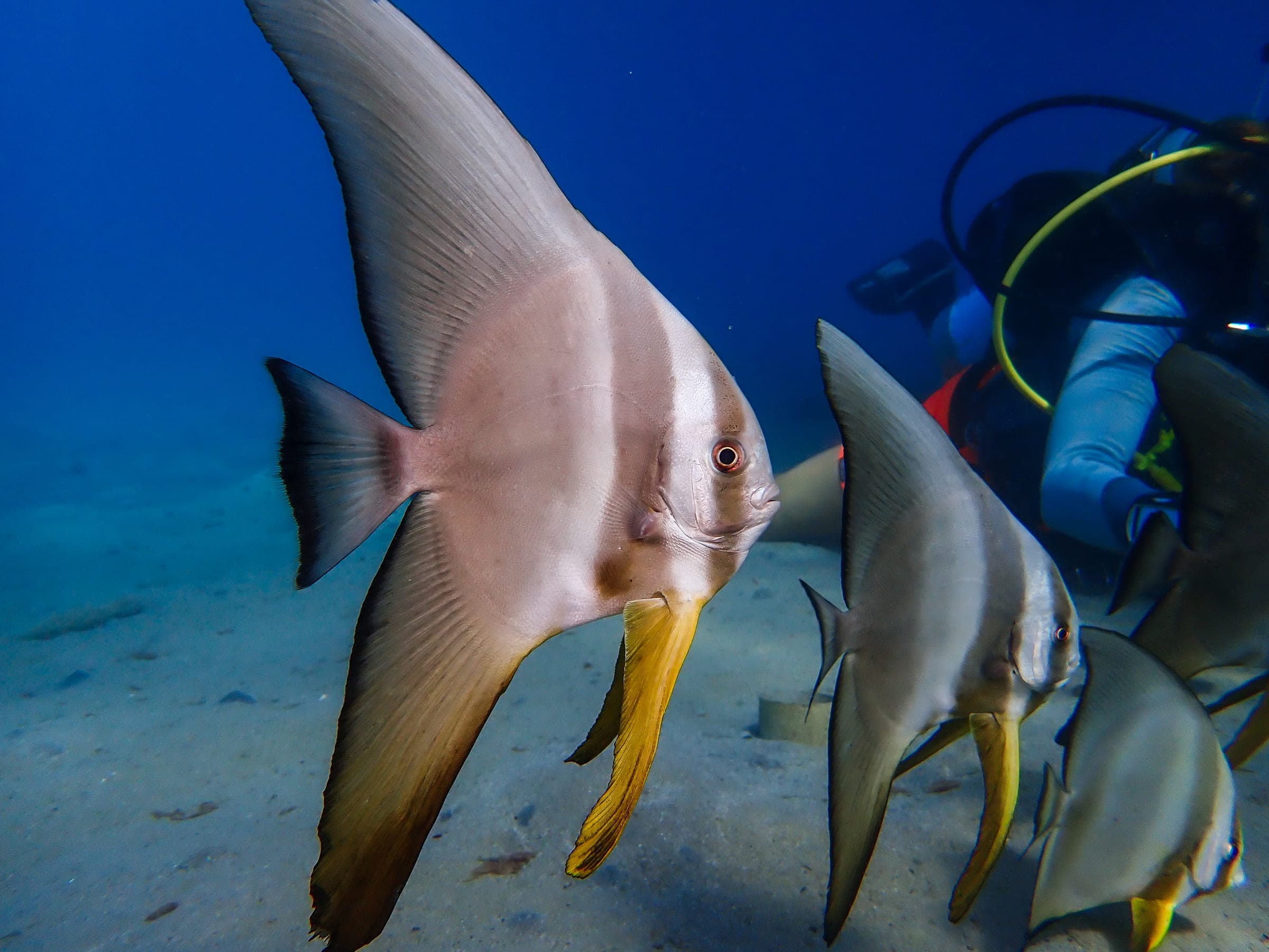 Three longfin spadefish drifting over a sandy bottom with a diver behind them