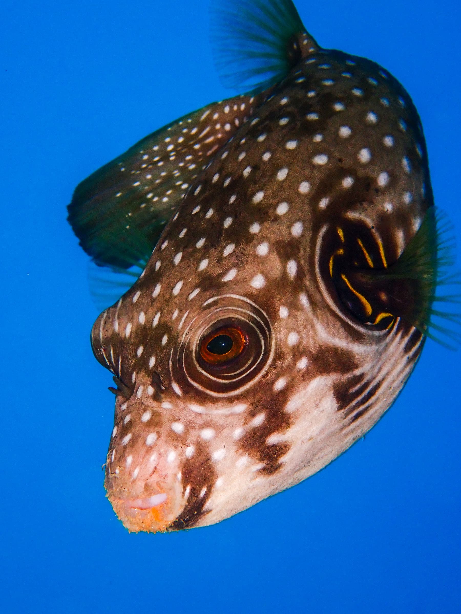 A whitespotted puffer in open blue water, white spots across a dark brown body and concentric rings around the eye