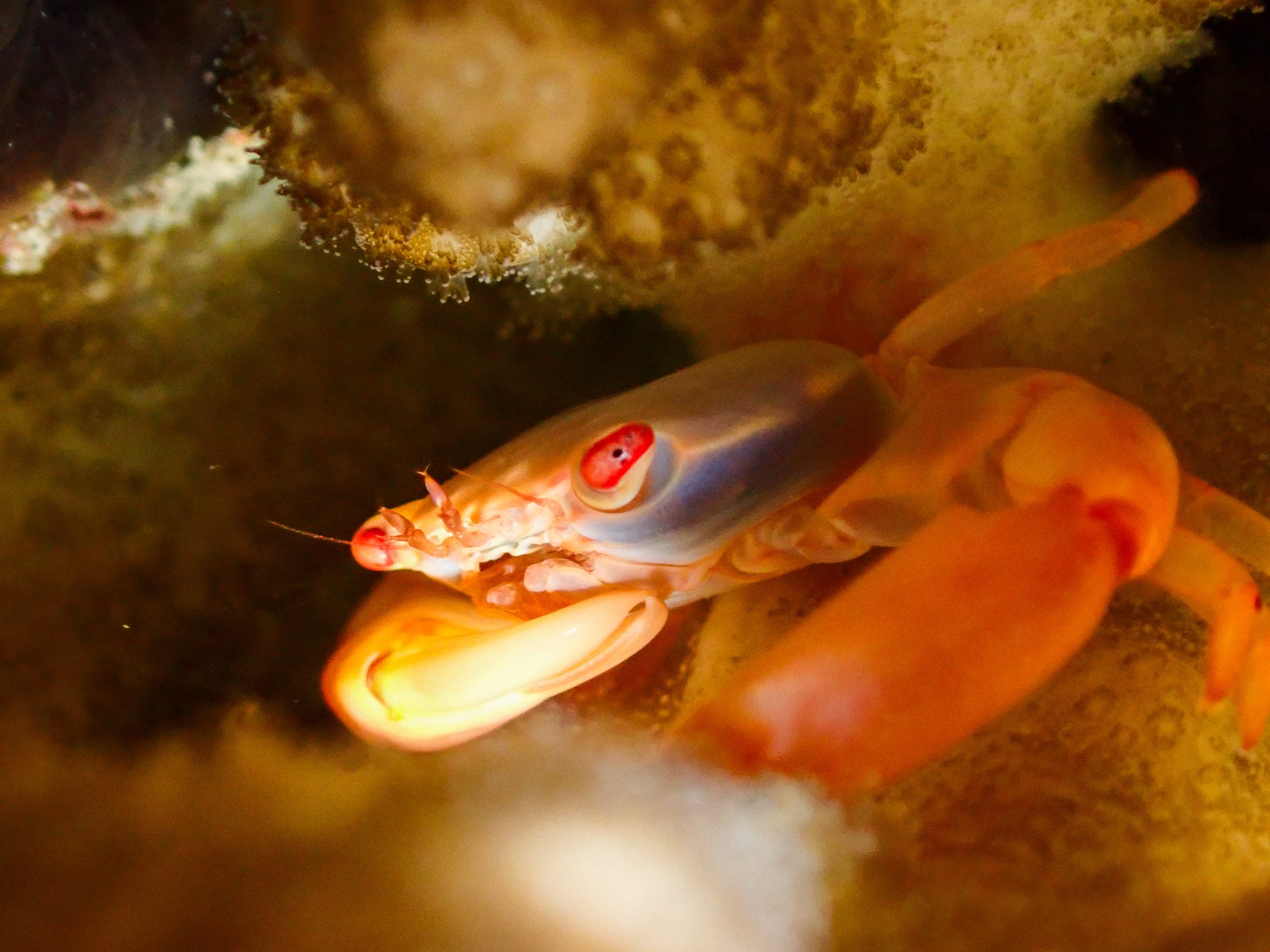 A rusty guard crab wedged under a coral overhang, orange claws folded in front of it
